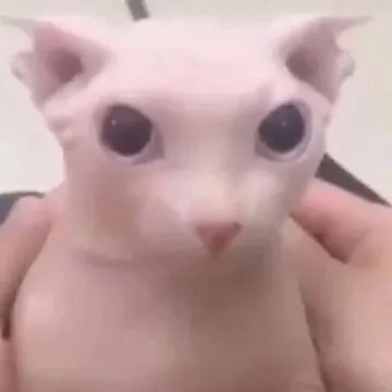creator Dingusbingus's avatar