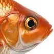 creator Smart Fish 🐟's avatar