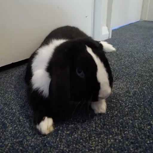 creator PsychoBunny😎's avatar