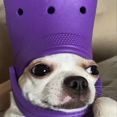 creator Crocdog's avatar