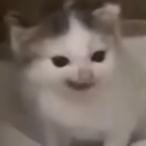 creator scambot's avatar