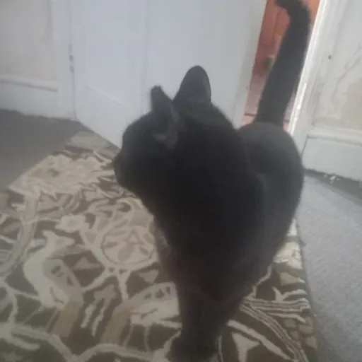 creator MyCatMyBoyILoveHim's avatar