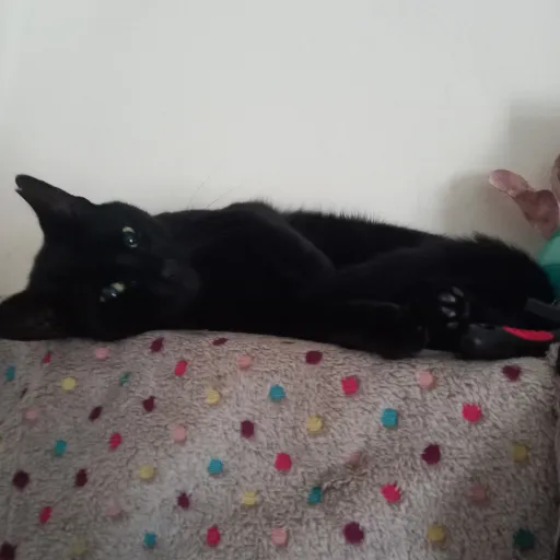 creator MyCatMyBoyILoveHim's avatar