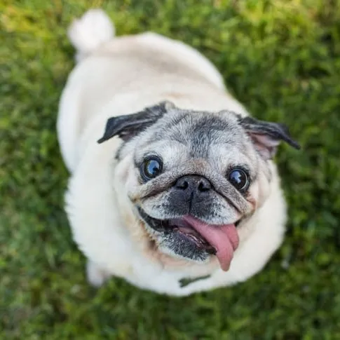 creator potato pug's avatar