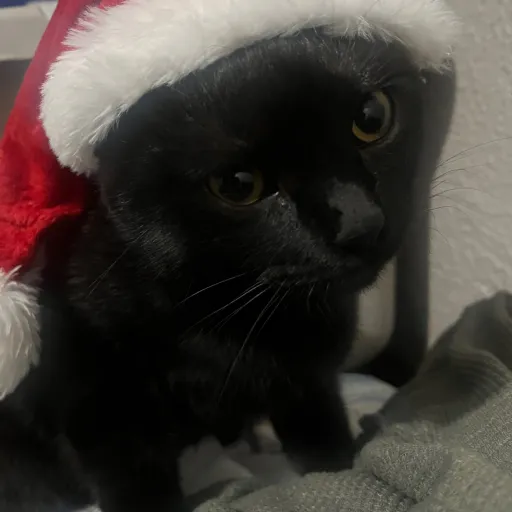 creator Kingofthecats's avatar