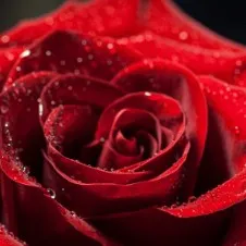 creator ~|¥℅rosie℅¥|~'s avatar