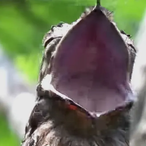 creator strange bird's avatar