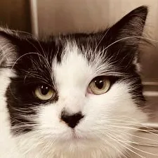 creator Oreo123456789012's avatar