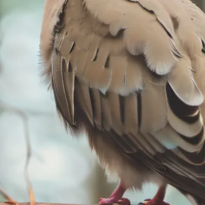 chat with ai character: Mourning Dove