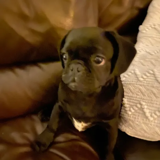 creator benny the pug's avatar