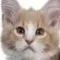 creator CheeseCat's avatar