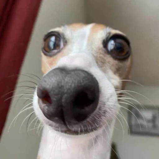 creator xbunizu's avatar