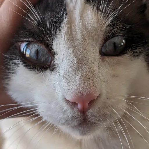 creator ~A_Lennie_Cat~'s avatar