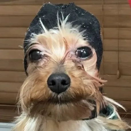 creator CHA0TICB0NGWH0R3's avatar