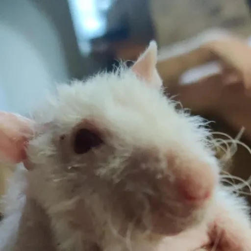 creator The rat 🐀's avatar