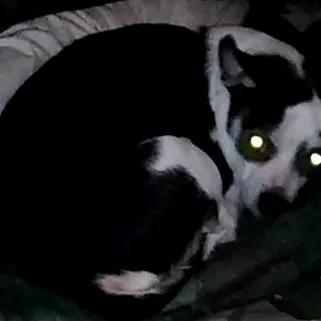 creator Little bitty dog's avatar