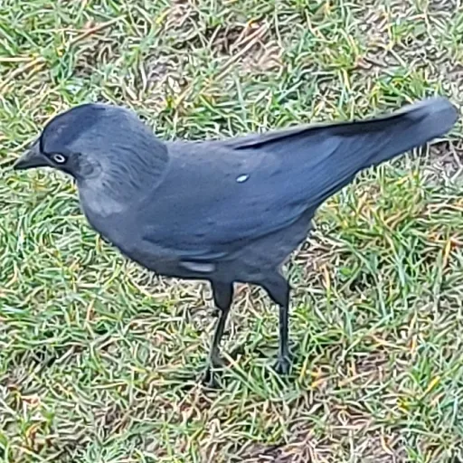 creator Birb Eater's avatar