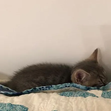 creator Whyismycatsosmall's avatar