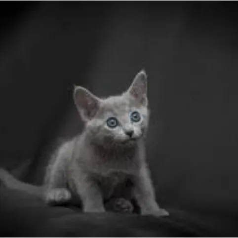 creator Yunacat's avatar