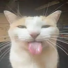 creator Silly Cat buger's avatar