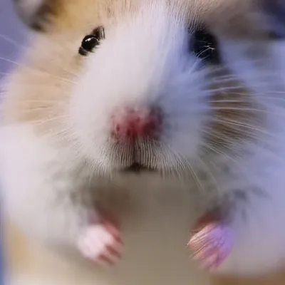 chat with ai character: Hammy