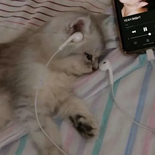 creator Kitty plushy omggg's avatar