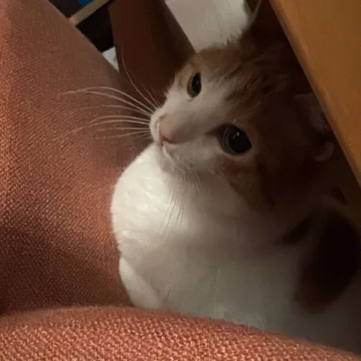 creator big milker meow's avatar