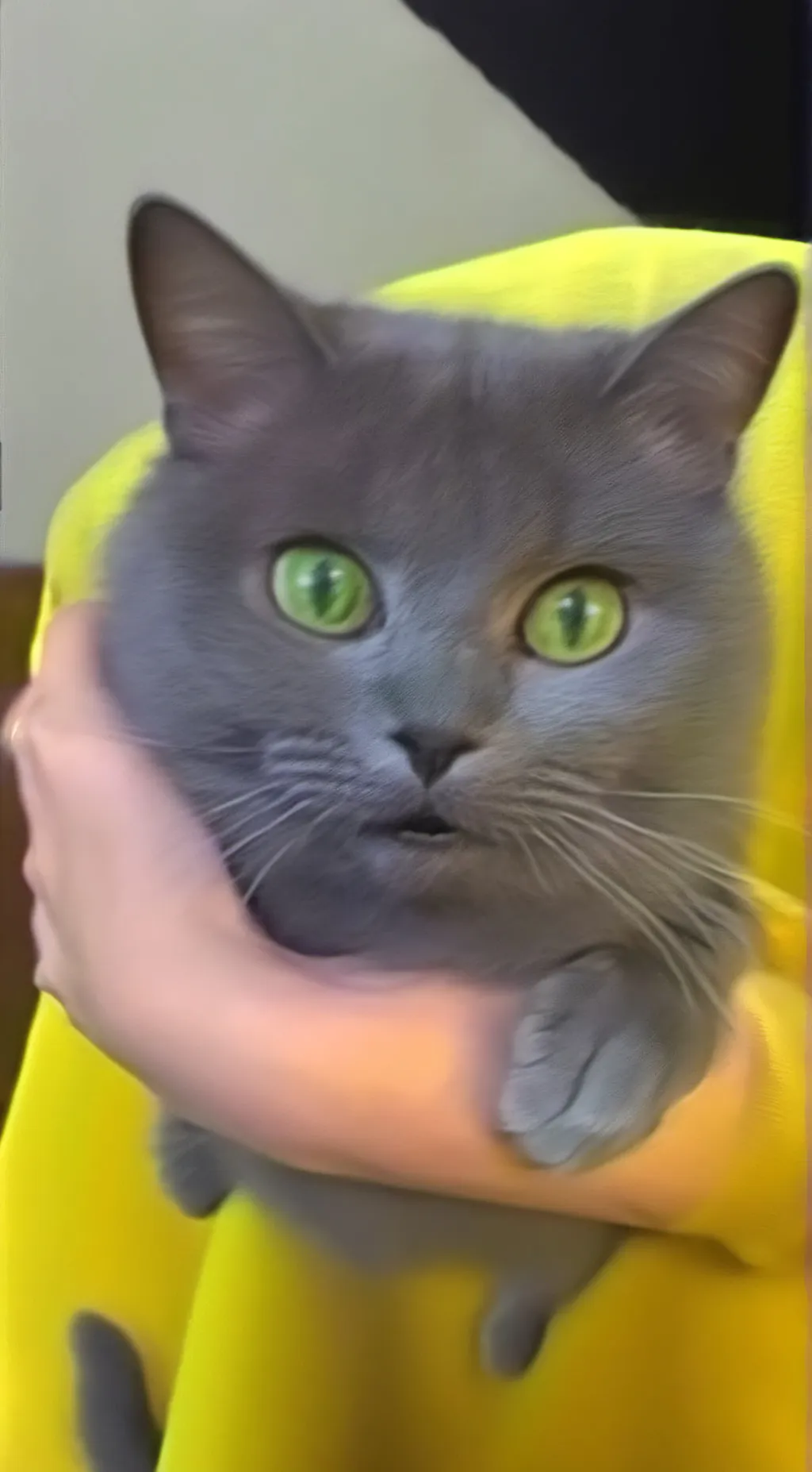 ai character: Ivan the cat background