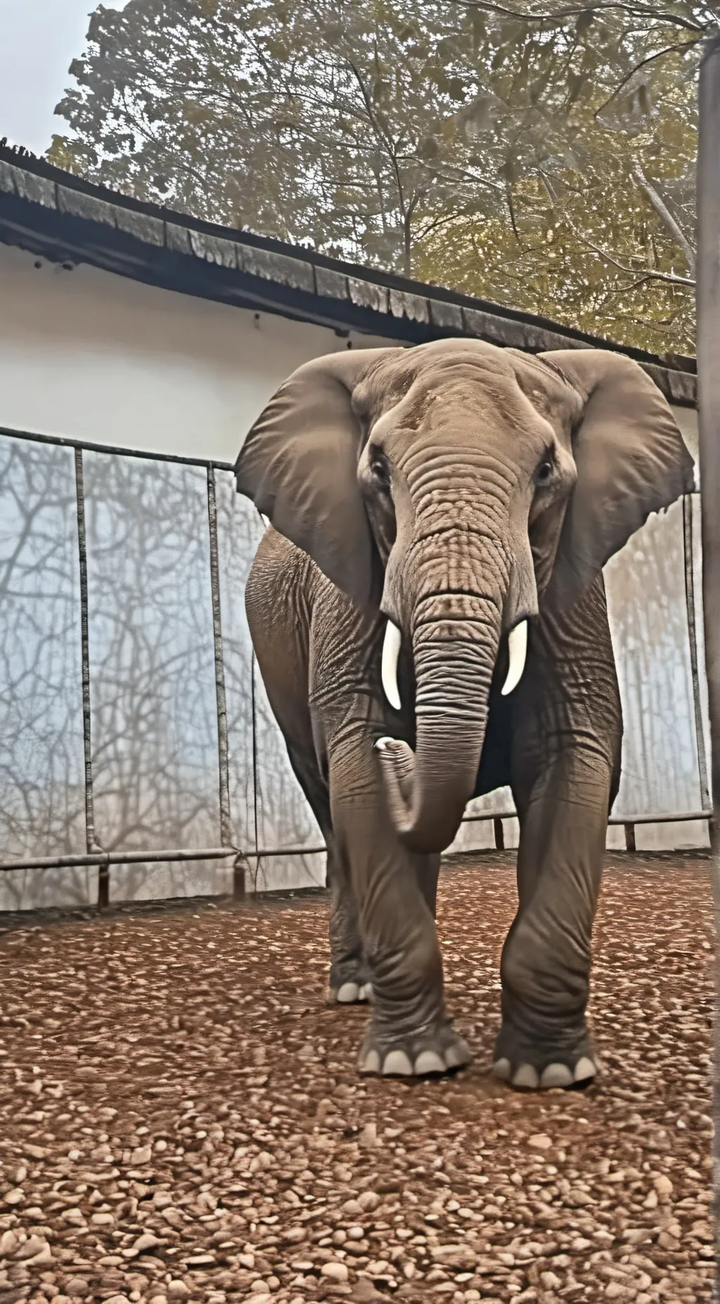 Talkie AI - Chat with Elephant