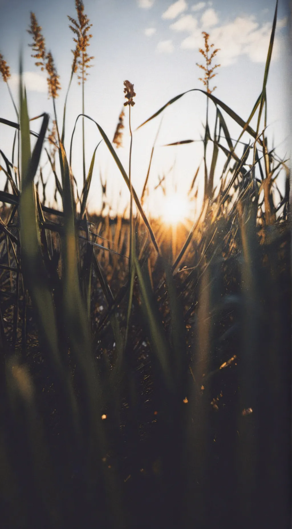 ai character: Nice Grass background