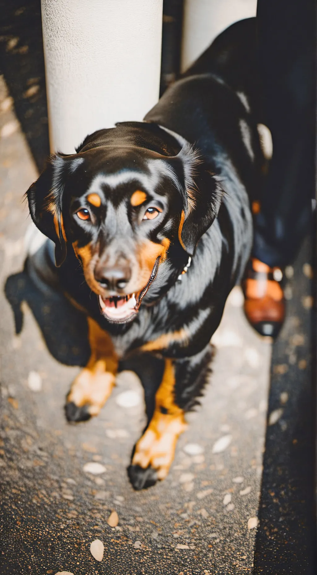 ai character: a dog background