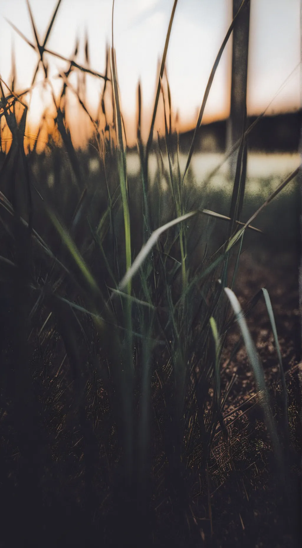 Talkie AI - Chat with Grass
