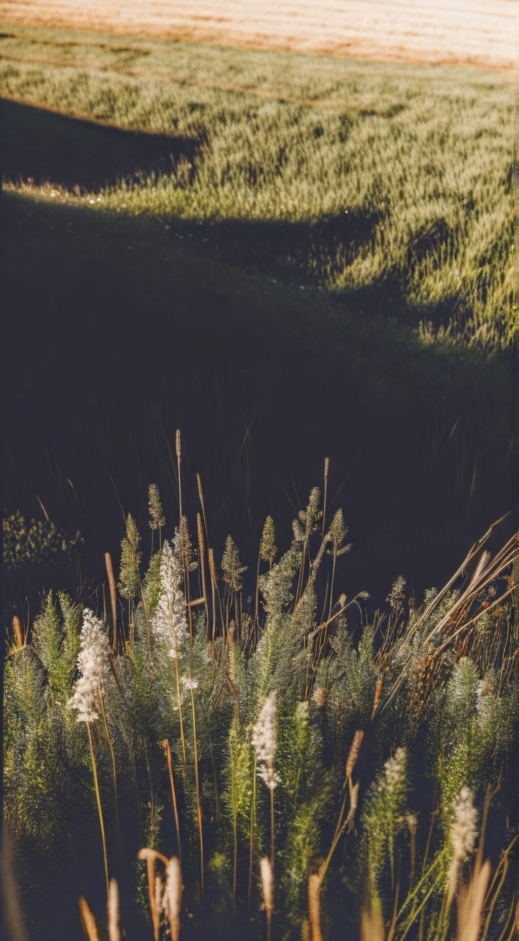 Talkie AI - Chat with A LOT OF GRASS