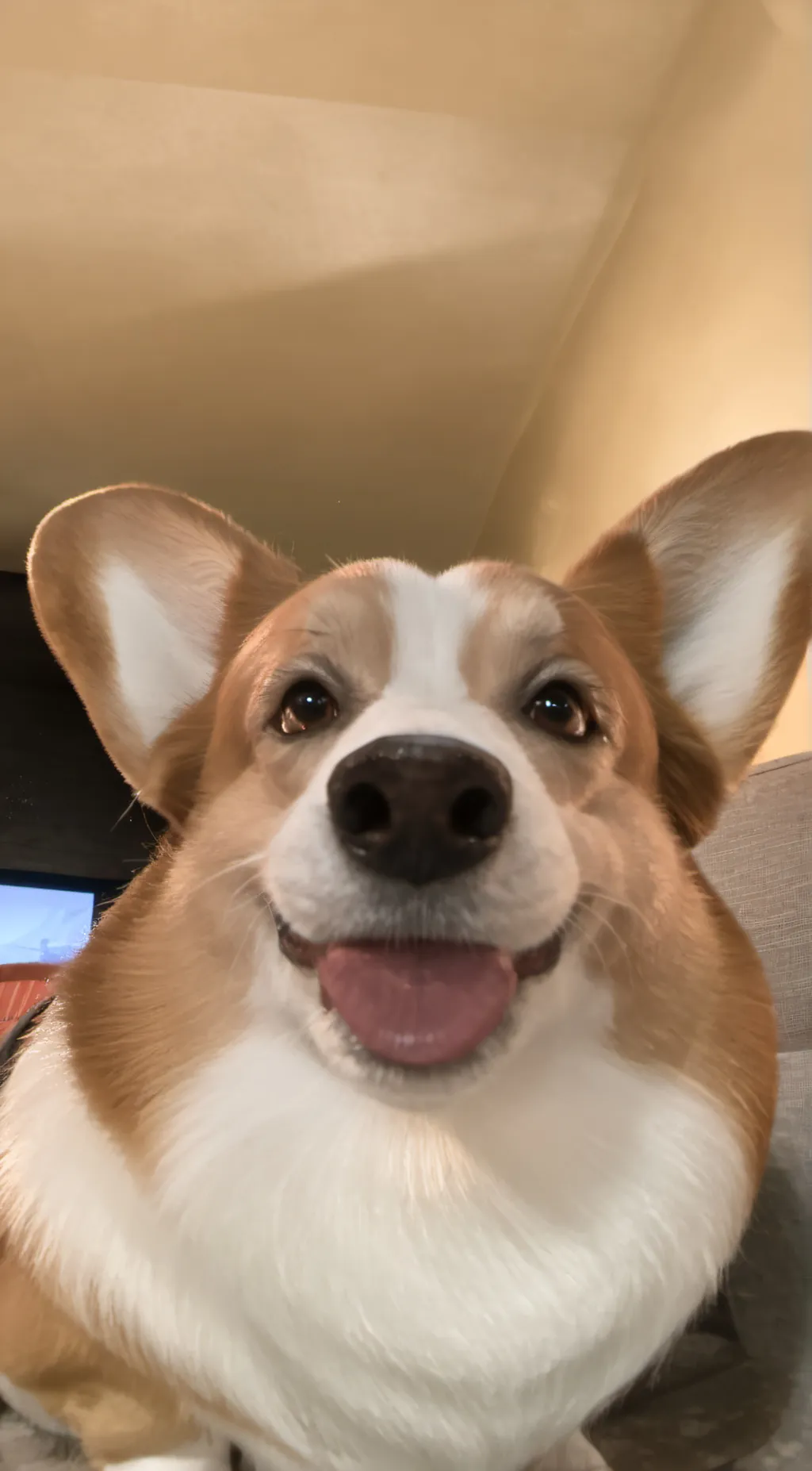 Talkie AI - Chat with Ollie