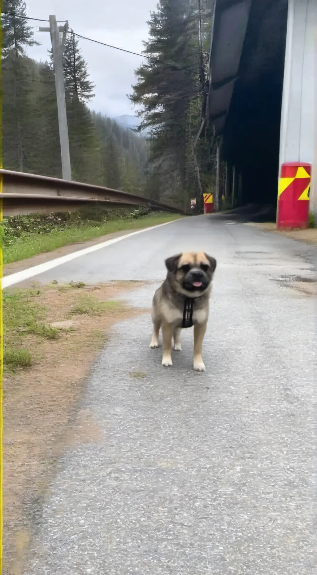 ai character: Lost dog background
