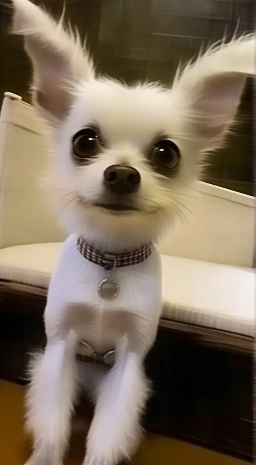 ai character: Doggy background